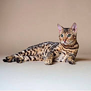 Azzaro a rejoint le concours — aidez-le/la à gagner de superbes lots ! cat, bengal_cat, animal, pet, feline, lying_down, spots, green_eyes, whiskers, ears, paws, fur, indoor, portrait, relaxed, alert, mammal, cute, domestic_animal, studio