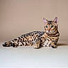 cat, bengal_cat, animal, pet, feline, lying_down, spots, green_eyes, whiskers, ears, paws, fur, indoor, portrait, relaxed, alert, mammal, cute, domestic_animal, studio