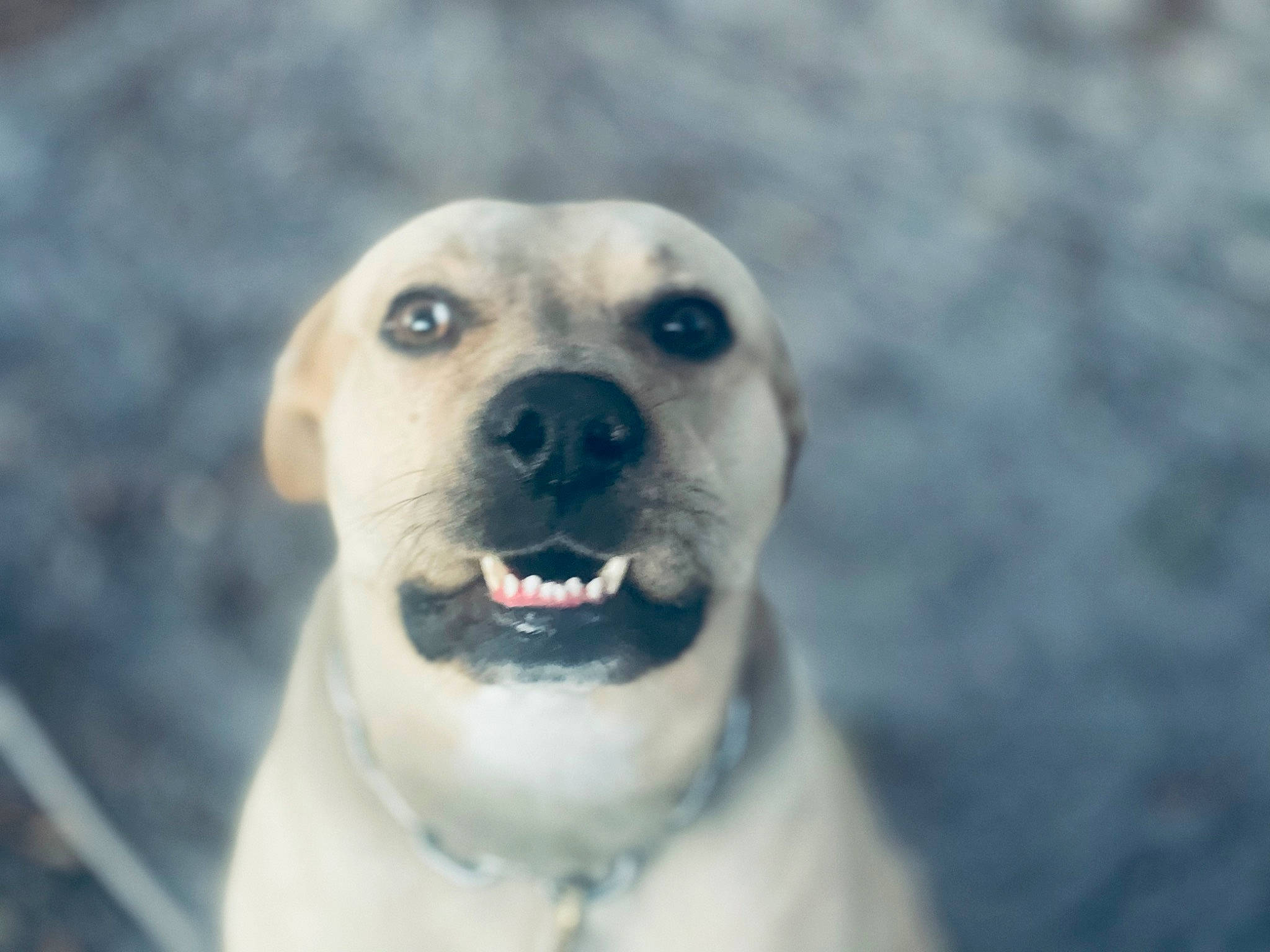 Boog joined the competition — help win amazing prizes! ancient_dog_breeds, canidae, carnivore, companion_dog, dog, dog_breed, dog_collar, fawn, fur, jaw, non_sporting_group, photo_caption, puppy, snout, snow, sporting_group, terrestrial_animal, whiskers, winter