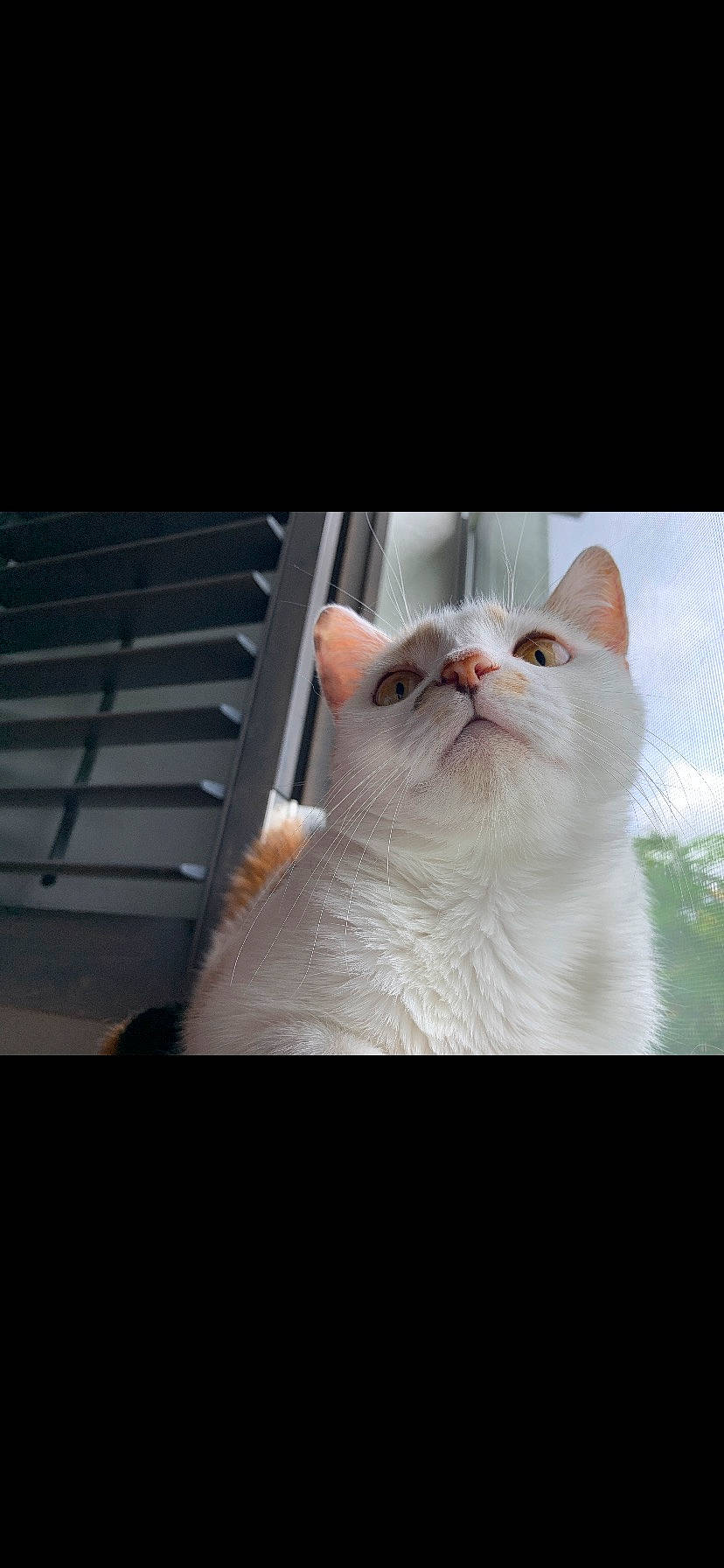 Callie is registered to the contest to win money with this photo: art, carnivore, cat, comfort, computer_keyboard, domestic_short_haired_cat, ear, felidae, fur, gesture, mammal, metal, nail, paw, sky, small_to_medium_sized_cats, tail, whiskers