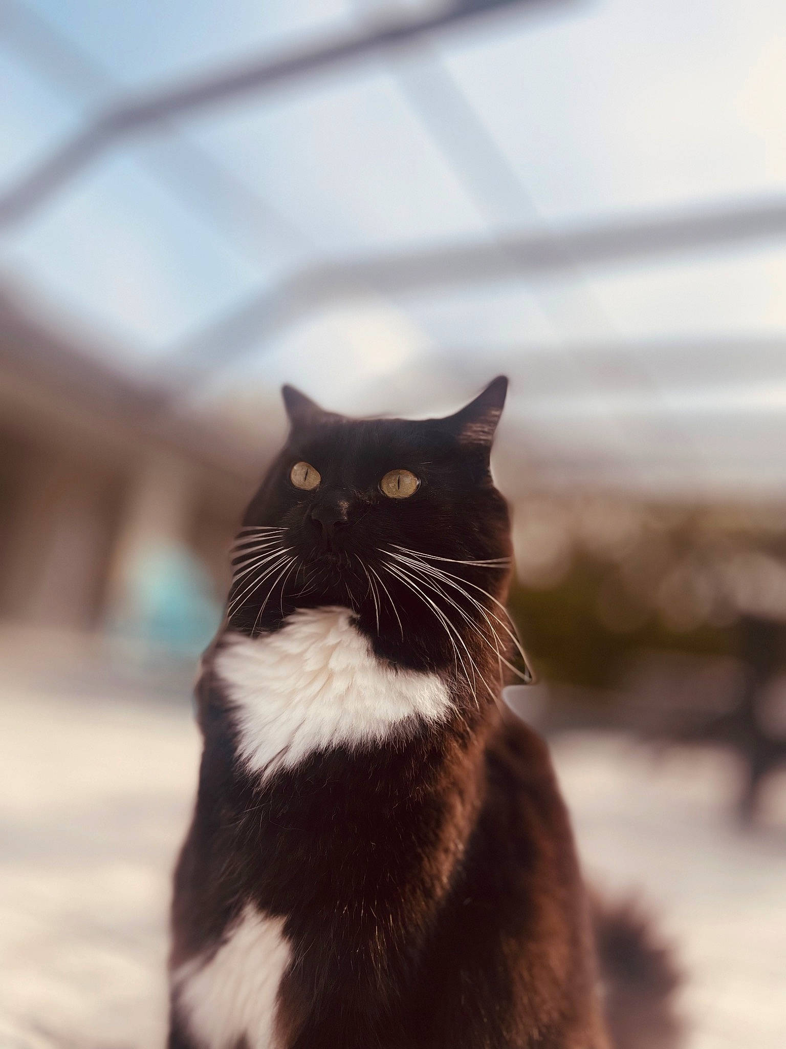 Spooky joined the competition — help win amazing prizes! black_cat, carnivore, cat, domestic_short_haired_cat, felidae, formal_wear, fur, grass, monochrome, monochrome_photography, plant, shadow, small_to_medium_sized_cats, snout, tail, tints_and_shades, tree, whiskers, window, winter