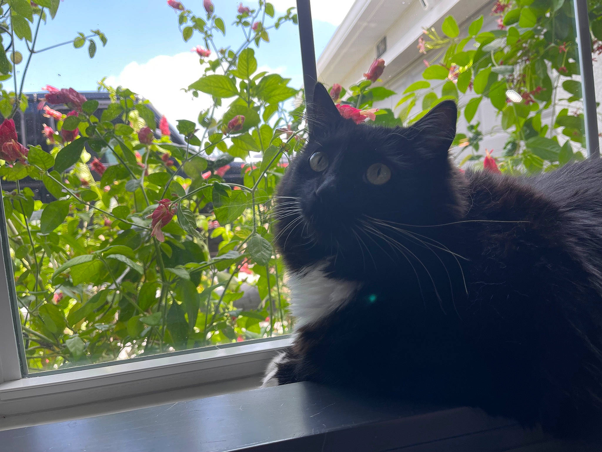 Spooky is registered to the contest to win money with this photo: botany, carnivore, cat, cloud, domestic_short_haired_cat, felidae, fixture, fur, grass, plant, sky, small_to_medium_sized_cats, sunlight, tail, tints_and_shades, tree, twig, whiskers, window, wood