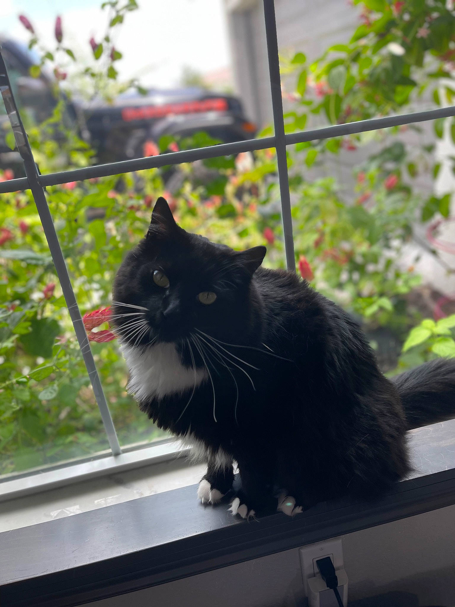 Spooky is registered to the contest to win money with this photo: black_cat, carnivore, cat, domestic_short_haired_cat, felidae, flowerpot, fur, glass, grass, plant, small_to_medium_sized_cats, snout, sunlight, tail, terrestrial_animal, tints_and_shades, tree, whiskers, window, wood