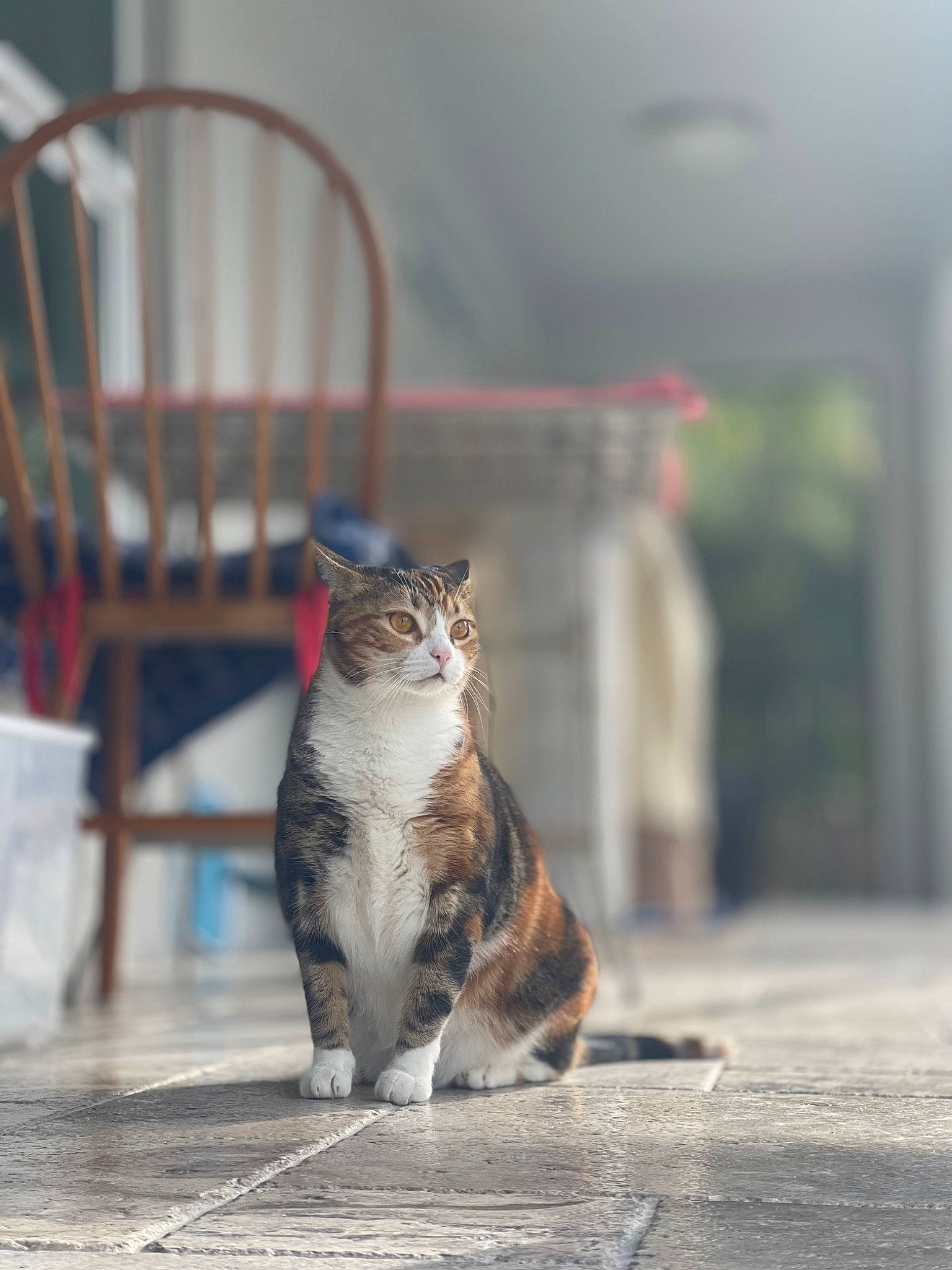 Cookie is registered to the contest to win money with this photo: asphalt, carnivore, cat, claw, domestic_short_haired_cat, felidae, fur, grey, paw, road, road_surface, sitting, small_to_medium_sized_cats, street, tail, terrestrial_animal, tree, whiskers, wildlife, window