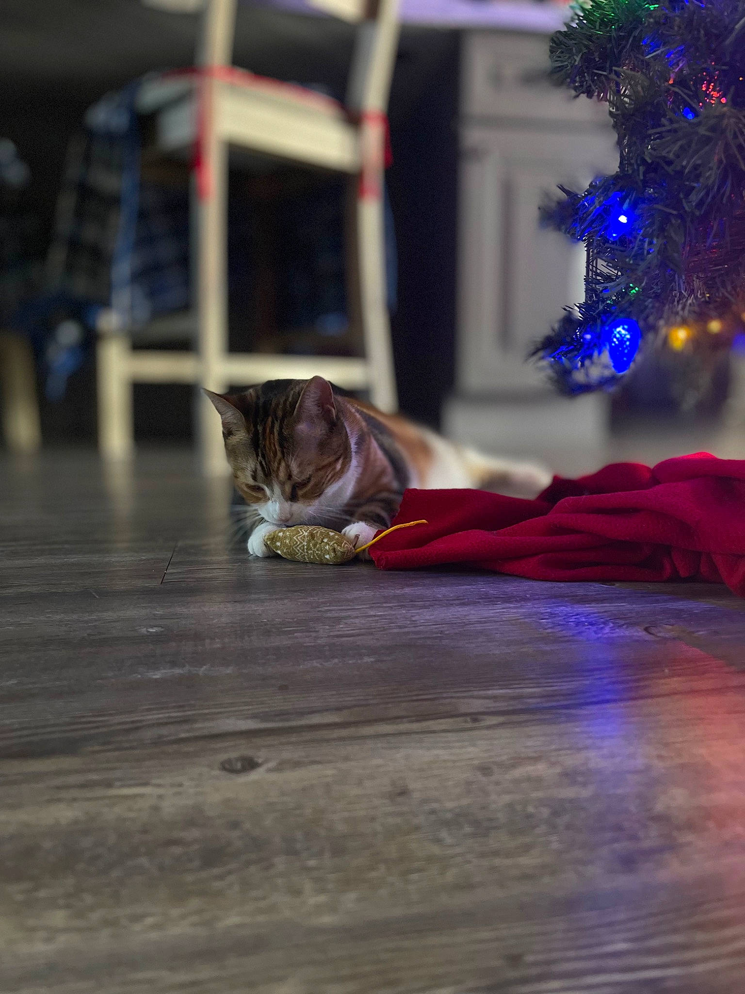 Cookie joined the competition — help win amazing prizes! christmas_tree, conifer, event, fawn, felidae, flooring, fun, fur, hardwood, holiday, laminate_flooring, leisure, magenta, ornament, performance_art, sitting, tradition, winter, wood, wood_flooring