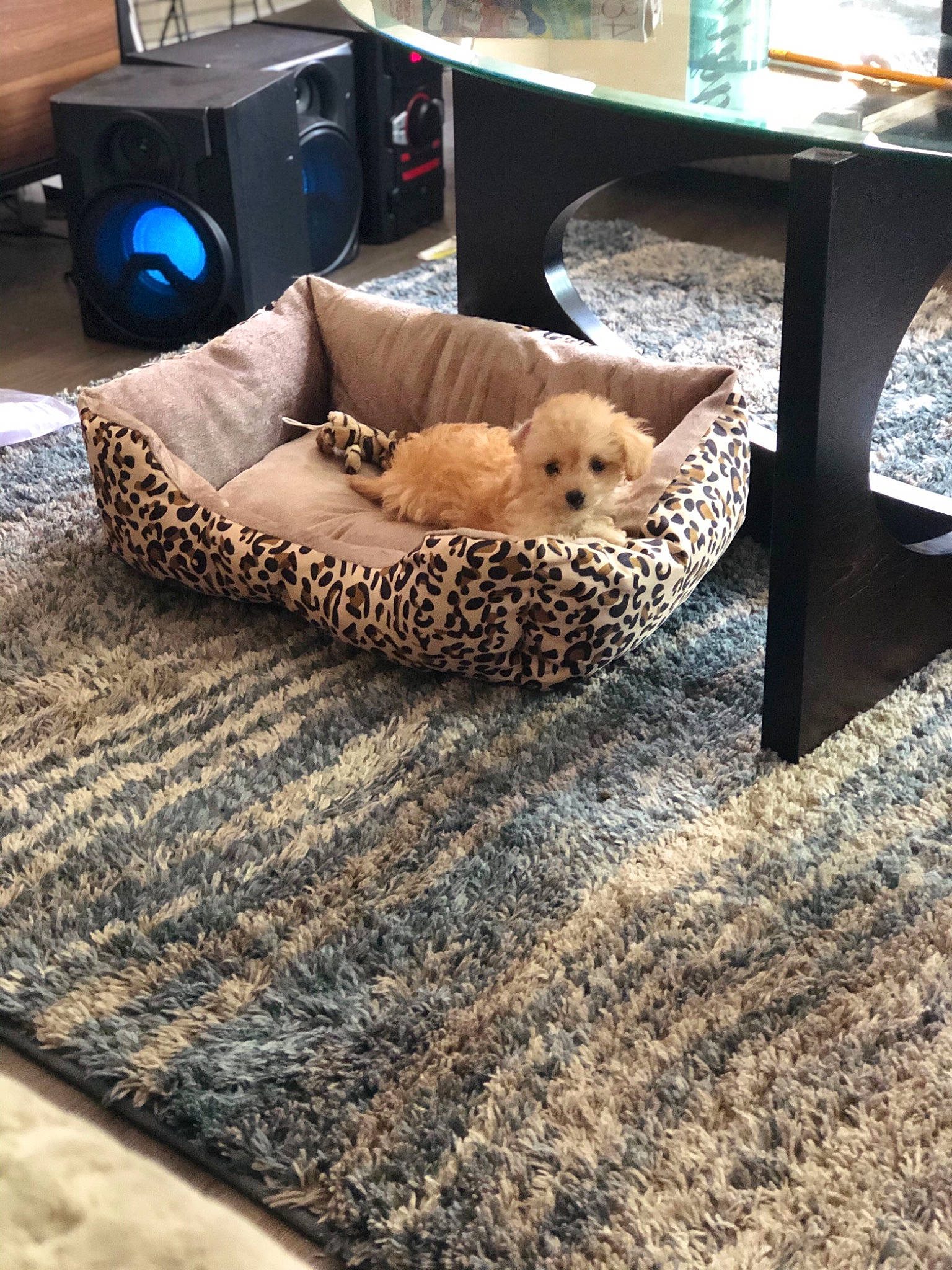 Paris joined the competition — help win amazing prizes! bed, canidae, carnivore, carpet, companion_dog, couch, dog_bed, fawn, floor, flooring, furniture, goldendoodle, home, interior_design, non_sporting_group, puppy, room