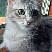 Vaiana participe au concours pour gagner de l'argent avec cette photo : cat, kitten, gray_tabby, window, whiskers, fur, pets, animal, curious, closeup, indoor, young, cute, mammal, face, ears, resting, soft_light, nature_background, portrait