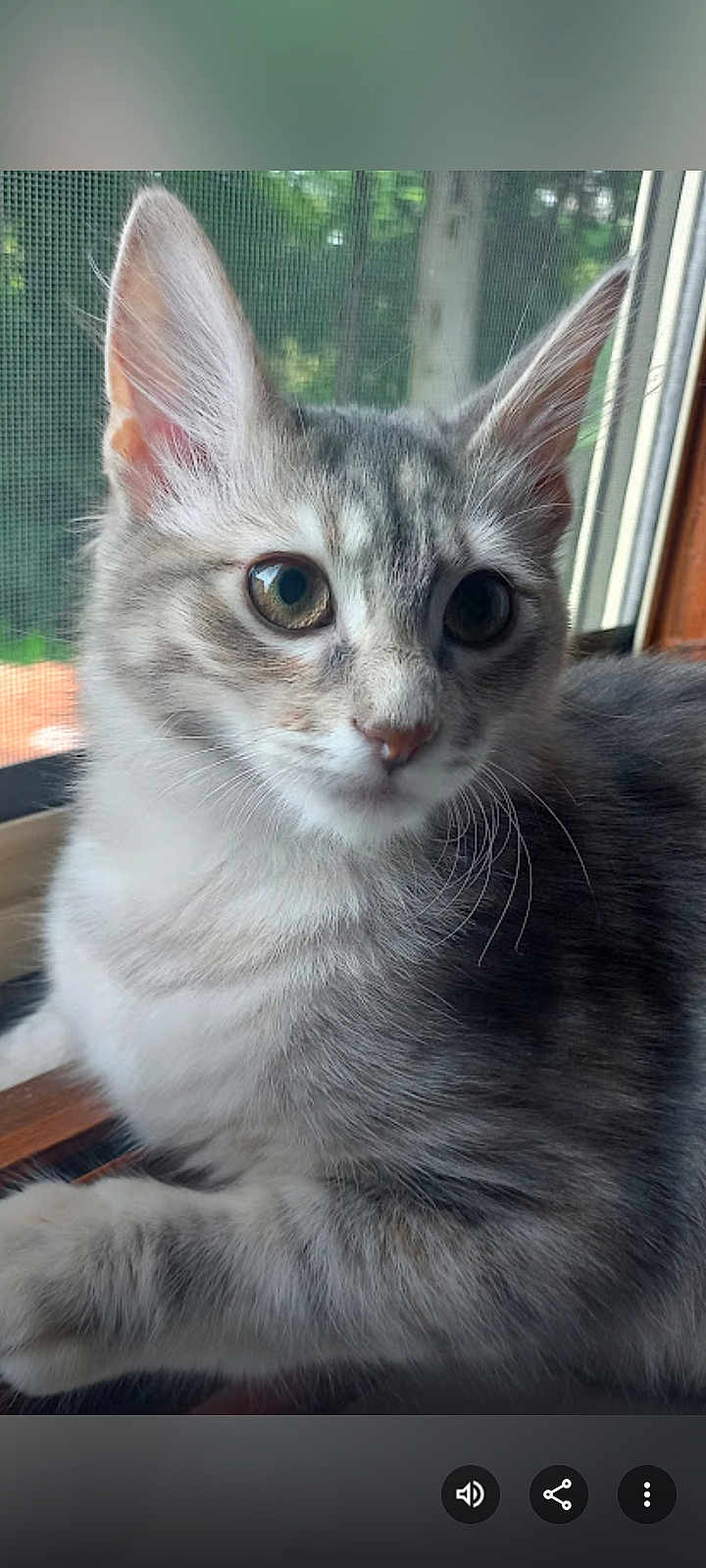 Vaiana participe au concours pour gagner de l'argent avec cette photo : cat, kitten, gray_tabby, window, whiskers, fur, pets, animal, curious, closeup, indoor, young, cute, mammal, face, ears, resting, soft_light, nature_background, portrait