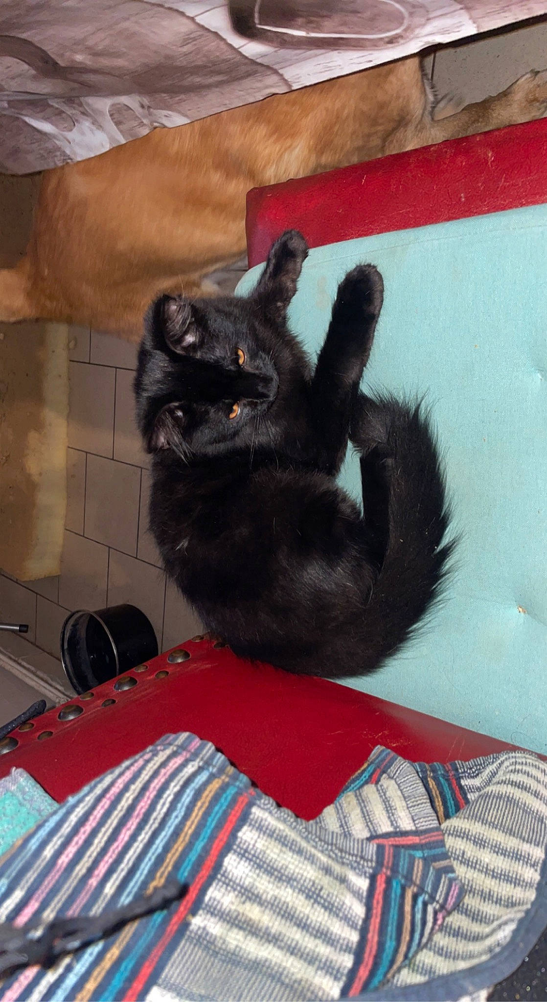 Marcel a rejoint le concours — aidez-le/la à gagner de superbes lots ! black_cat, bombay, canidae, carnivore, cat, claw, comfort, dog_breed, domestic_short_haired_cat, felidae, flooring, fur, gesture, grey, paw, room, small_to_medium_sized_cats, tail, whiskers