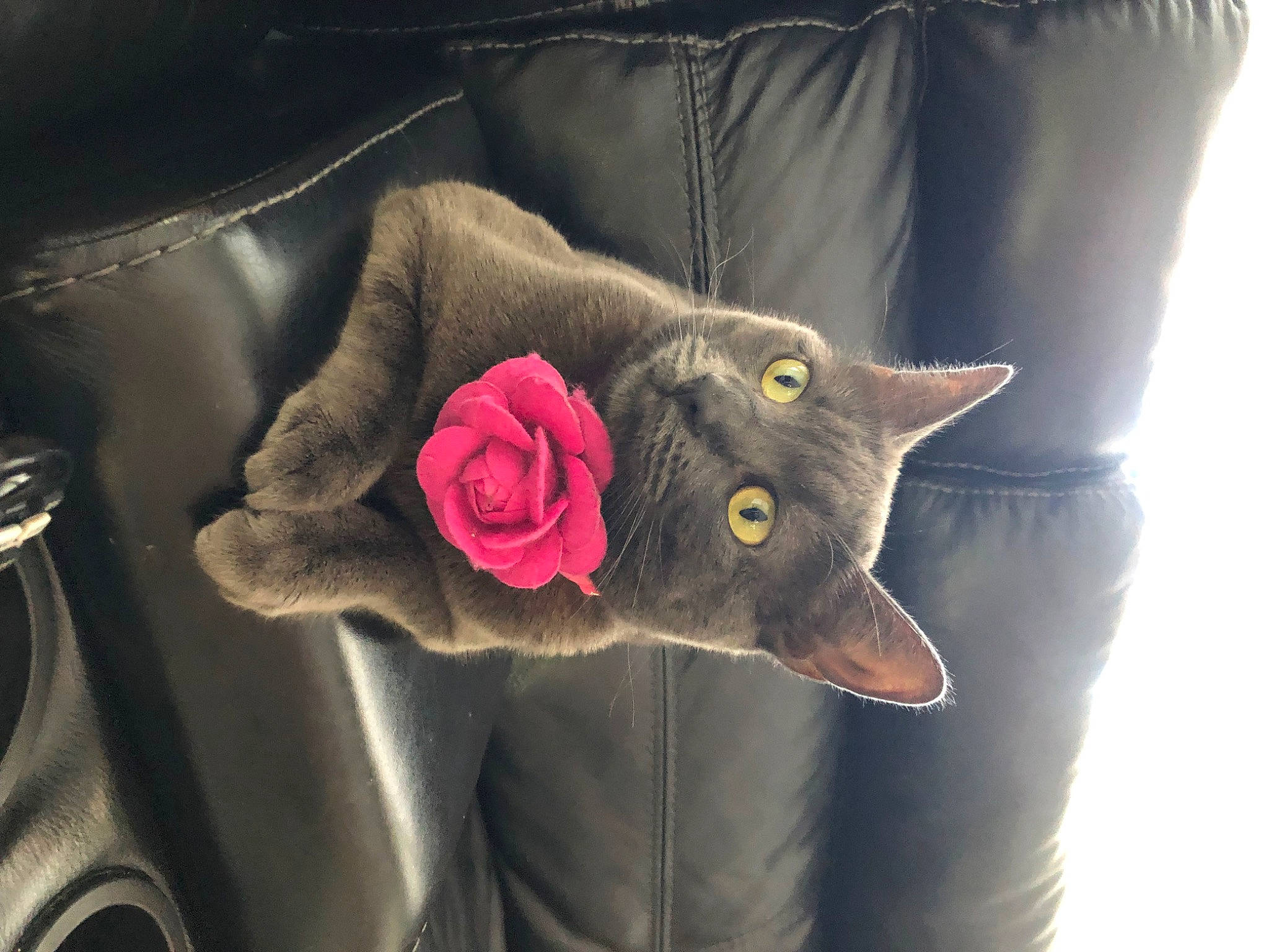 Misty joined the competition — help win amazing prizes! british_shorthair, carnivore, cat, chartreux, cushion, felidae, fur, furniture, korat, linens, pillow, pink, russian_blue, small_to_medium_sized_cats, textile, throw_pillow, whiskers
