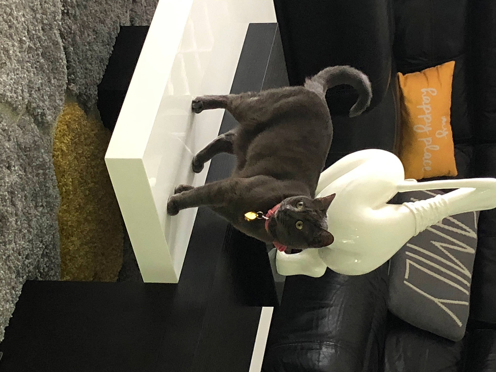 Misty is registered to the contest to win money with this photo: canidae, carnivore, cat, french_bulldog, non_sporting_group, sporting_group