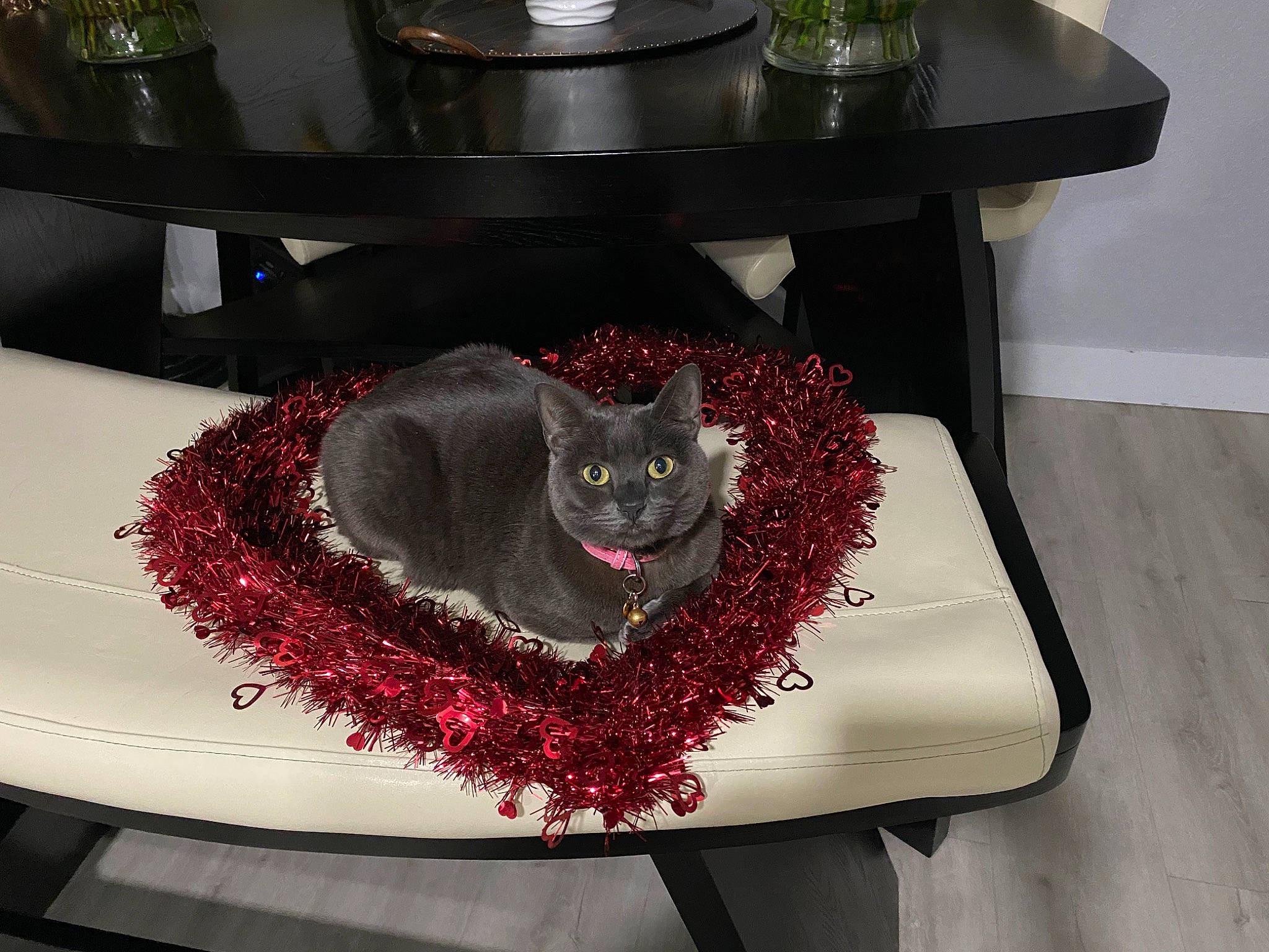 Misty is registered to the contest to win money with this photo: carnivore, cat, chartreux, domestic_short_haired_cat, felidae, russian_blue, small_to_medium_sized_cats, table, whiskers