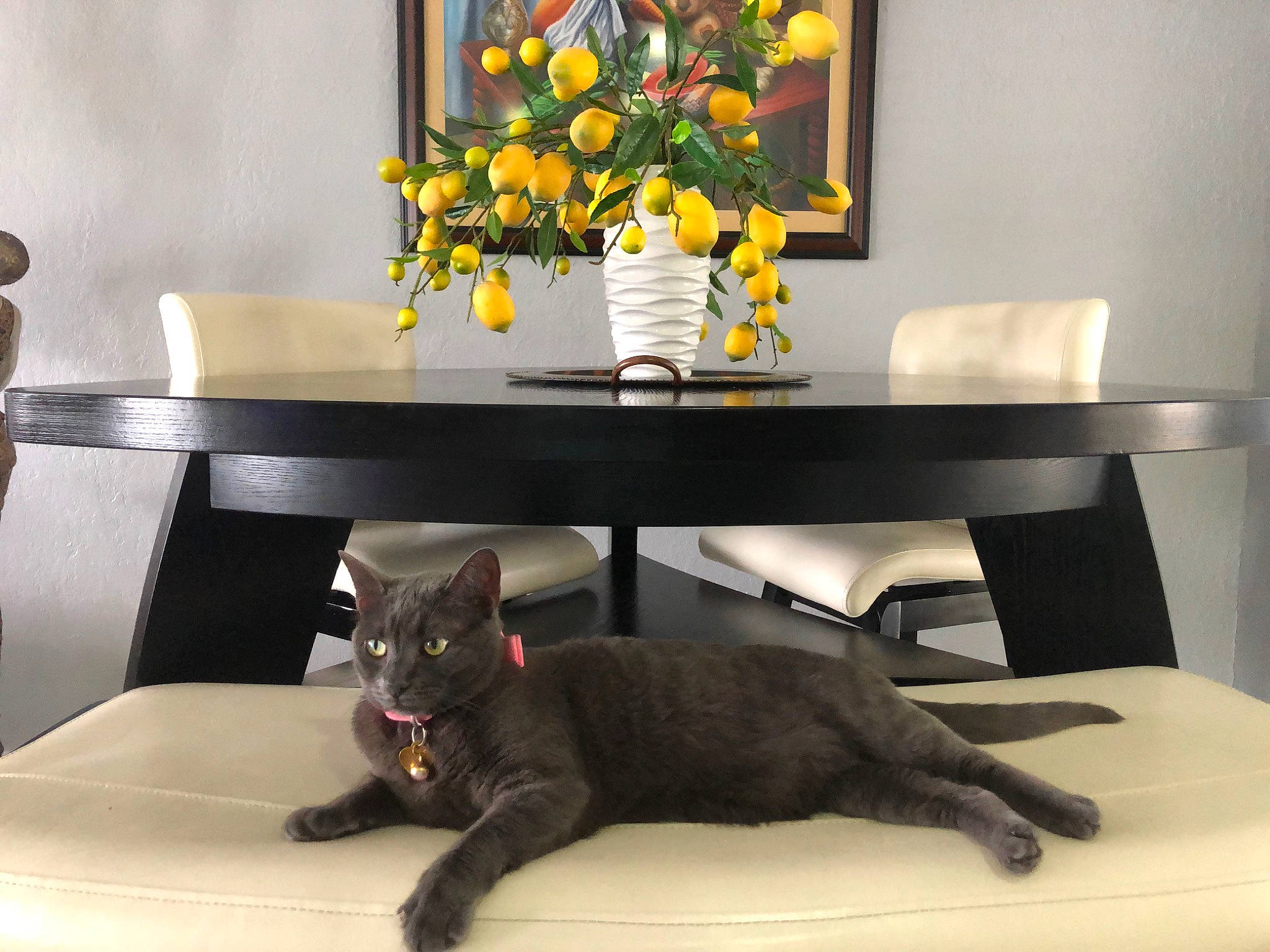 Misty is registered to the contest to win money with this photo: black_cat, carnivore, cat, coffee_table, domestic_short_haired_cat, felidae, furniture, interior_design, nightstand, plant, room, small_to_medium_sized_cats, table, whiskers, yellow