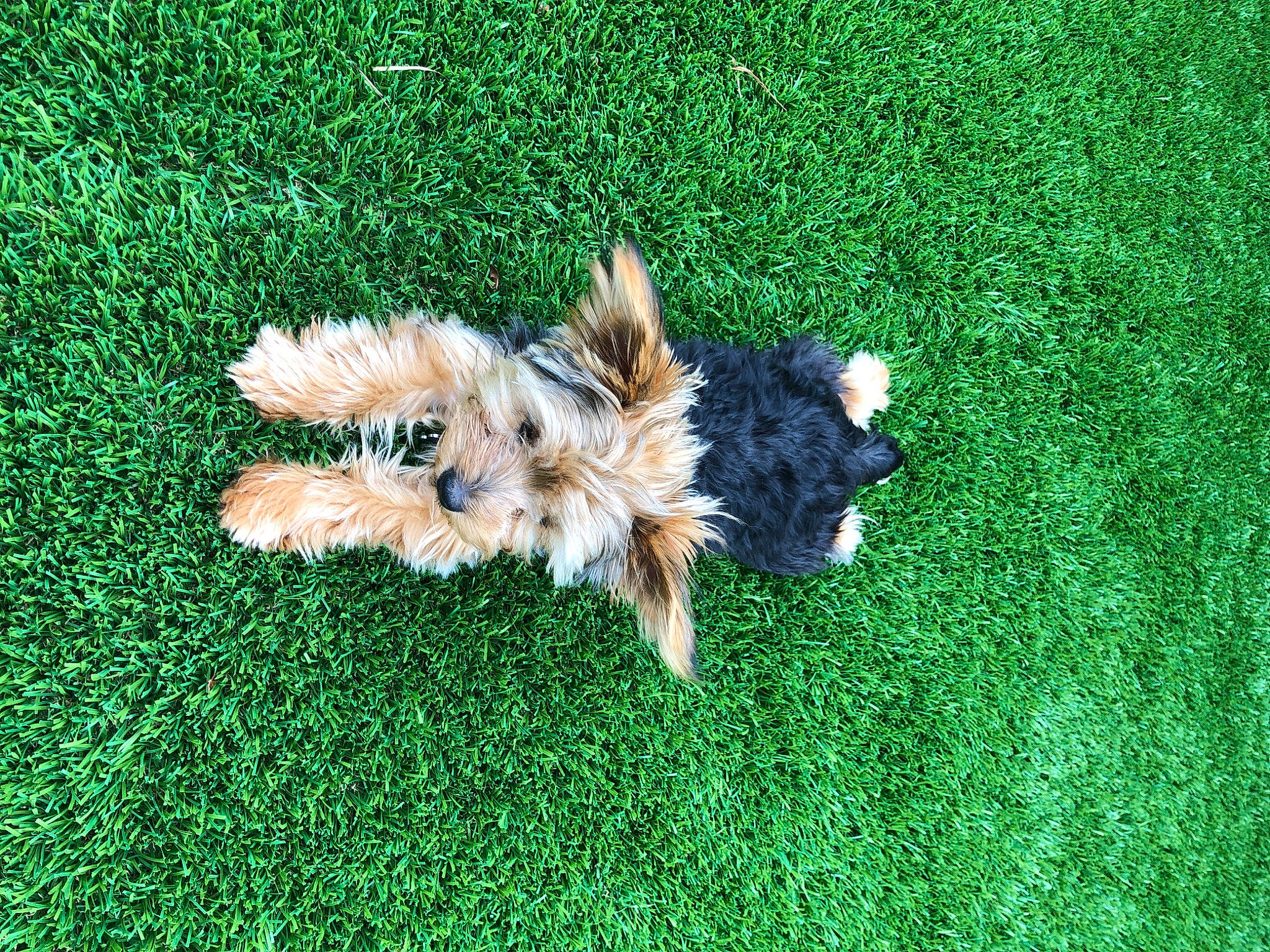 Pepito joined the competition — help win amazing prizes! australian_silky_terrier, australian_terrier, canidae, carnivore, cavachon, chinese_imperial_dog, companion_dog, dog, dog_breed, fawn, grass, mammal, morkie, norwich_terrier, pomeranian, puppy, terrier, toy_dog, yorkipoo, yorkshire_terrier