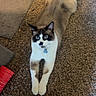Bandit is registered to the contest to win money with this photo: cat, animal, pet, indoor, carpet, blue_eyes, feline, stretching, relaxed, brown, white, black_markings, collar, cute, domestic, looking_up, fur, whiskers, ears, floor
