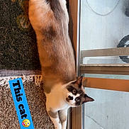 Bandit joined the competition — help win amazing prizes! cat, animal, pet, indoor, carpet, glass_door, window, relaxed, lying_down, fur, mustache_marking, curious, playful, home, floor, domestic_cat, cute, whiskers, ears, text_overlay