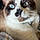 Bandit