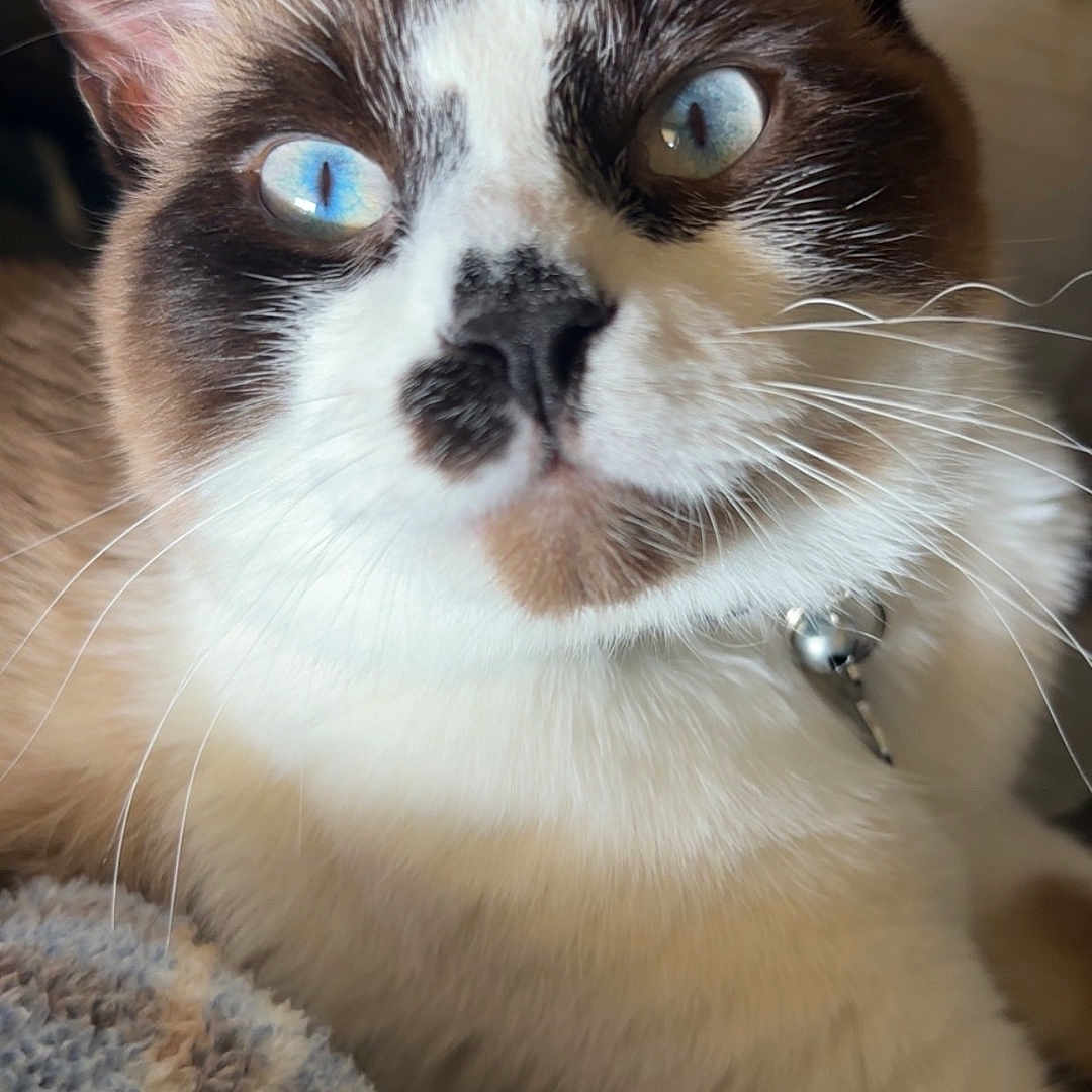 Bandit joined the competition — help win amazing prizes! cat, close_up, blue_eyes, whiskers, fur, pet, indoor, relaxed, animal, muzzle, nose, ear, collar, bell, blanket, texture, resting, cute, feline, portrait