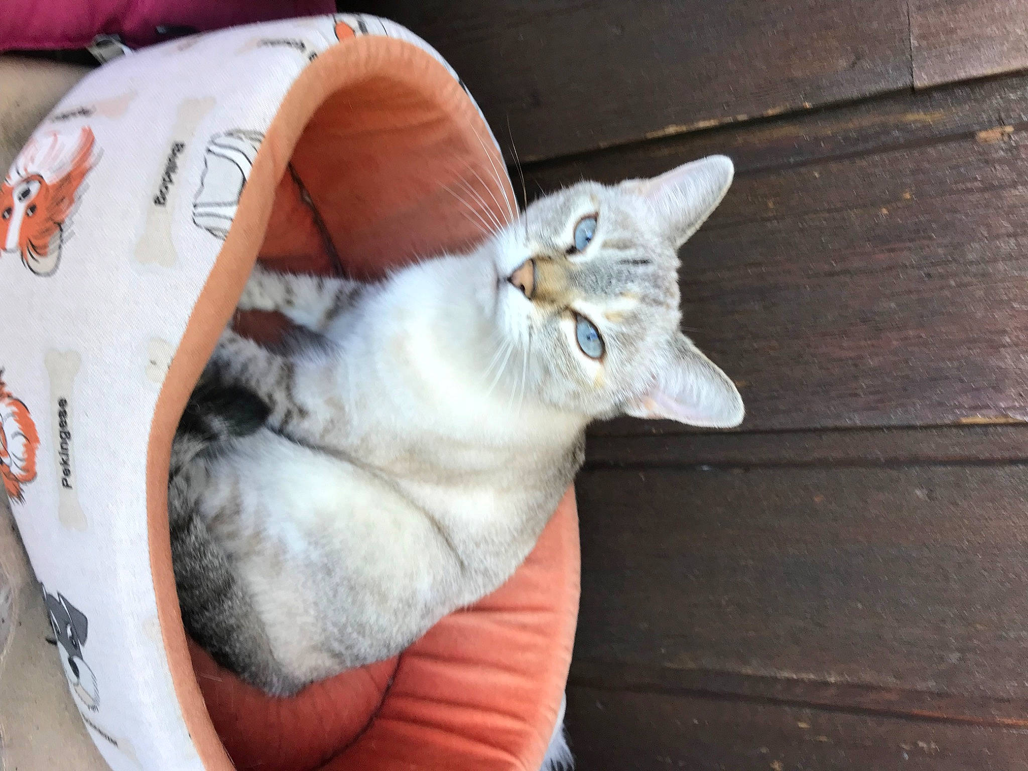 Chatoune participe au concours pour gagner de l'argent avec cette photo : canidae, carnivore, cat, claw, comfort, domestic_short_haired_cat, fawn, felidae, fur, gesture, nap, paw, small_to_medium_sized_cats, snout, tail, thai, whiskers, wood