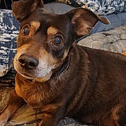 Mokey joined the competition — help win amazing prizes! animal, blanket, brown_dog, canine, close_up, collar, cozy, curious, dog, domestic_animal, ears, eyes, face, fur, indoor, lying_down, muzzle, pet, portrait, resting