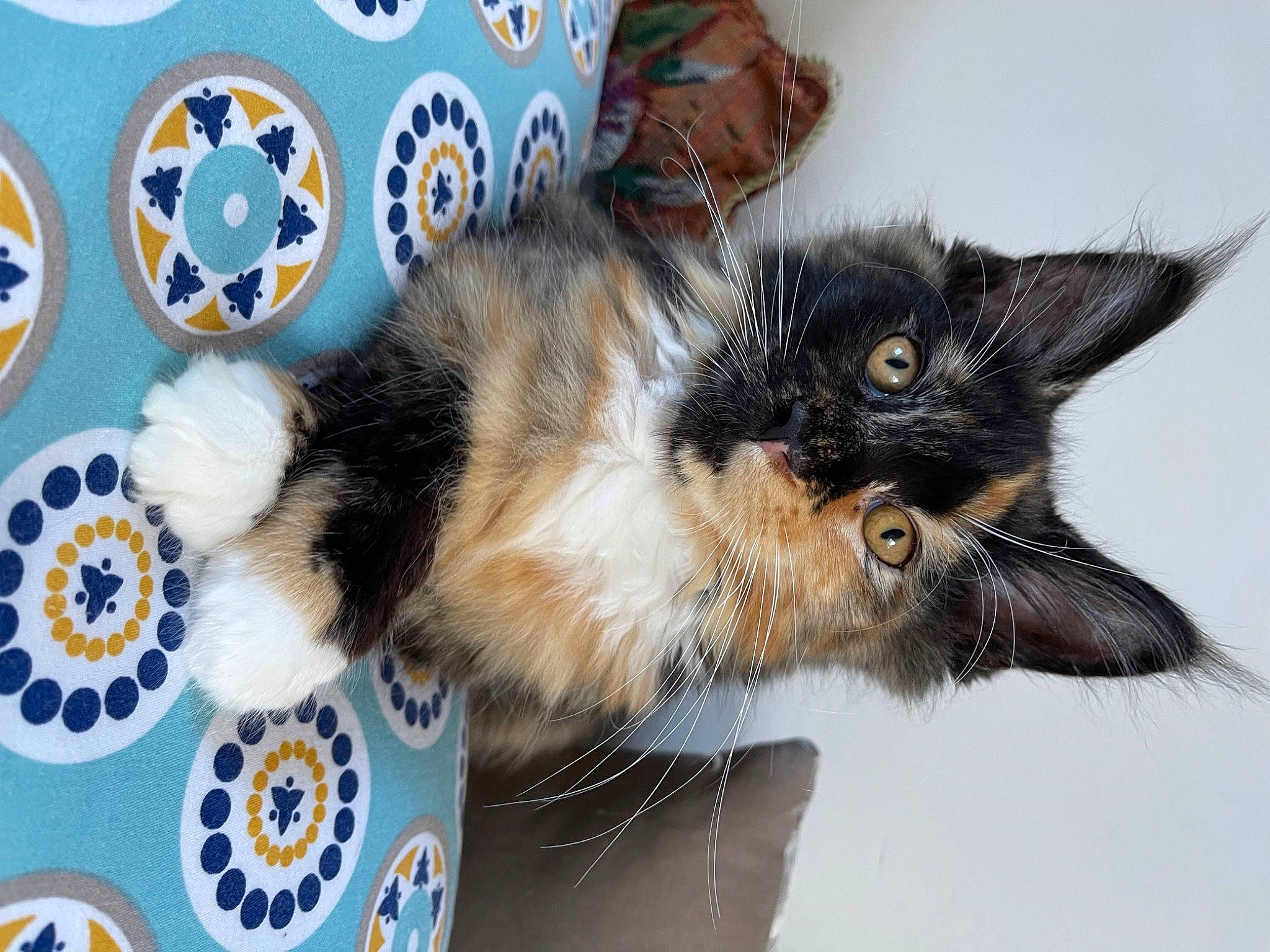 Chanel participe au concours pour gagner de l'argent avec cette photo : carnivore, cat, cat_supply, circle, claw, dishware, domestic_short_haired_cat, felidae, foot, fur, pattern, paw, serveware, small_to_medium_sized_cats, snout, tail, whiskers