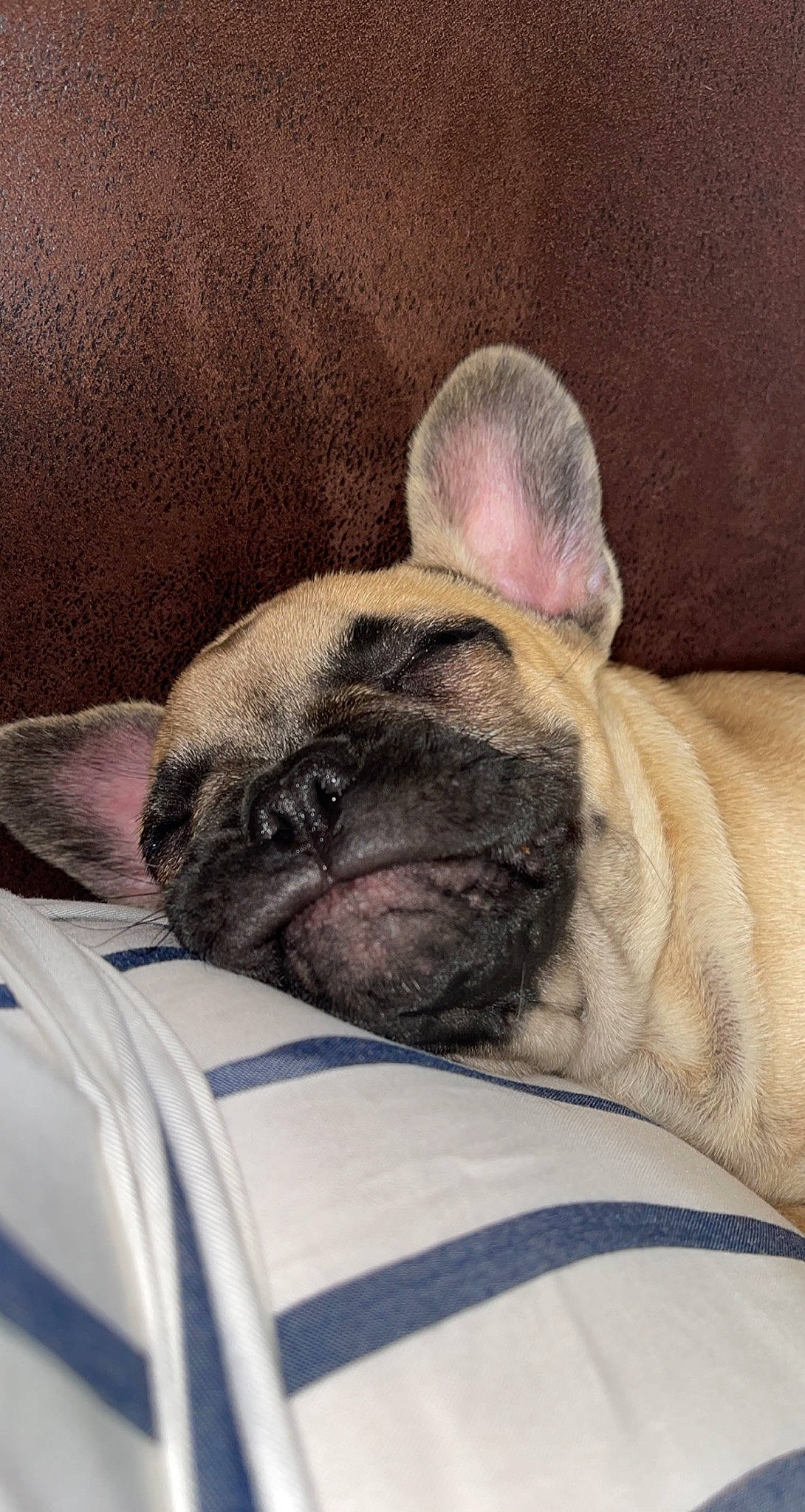 Saphir participe au concours pour gagner de l'argent avec cette photo : brown, bulldog, canidae, carnivore, comfort, companion_dog, dog, dog_breed, ear, fawn, fur, linens, nap, pug, sleep, snout, terrestrial_animal, toy_dog, whiskers, wrinkle