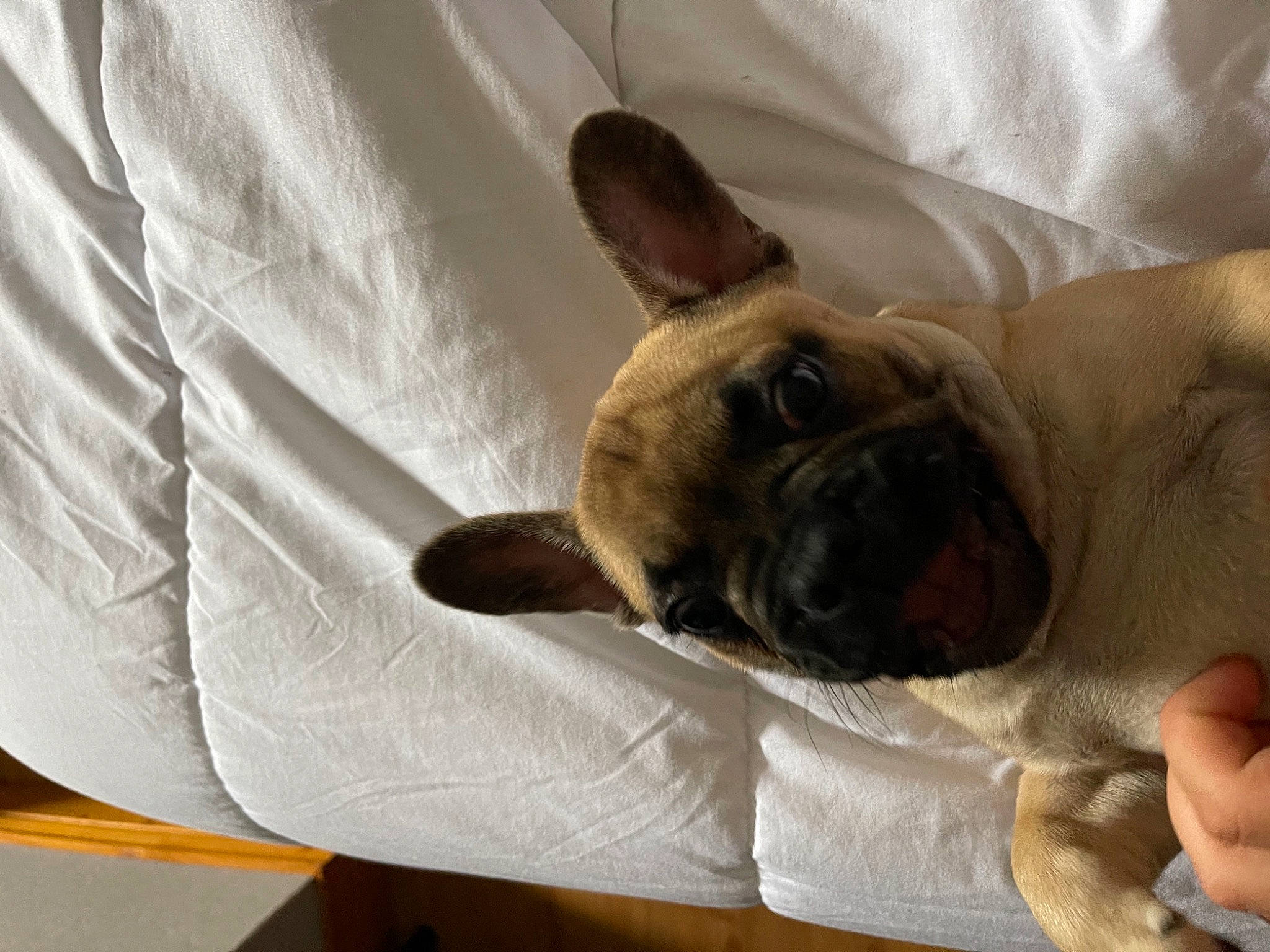 Saphir participe au concours pour gagner de l'argent avec cette photo : canidae, carnivore, comfort, companion_dog, dog, dog_breed, dog_supply, ear, fawn, fur, linens, nap, paw, puppy_love, snout, sporting_group, toy_dog, whiskers, working_animal, wrinkle