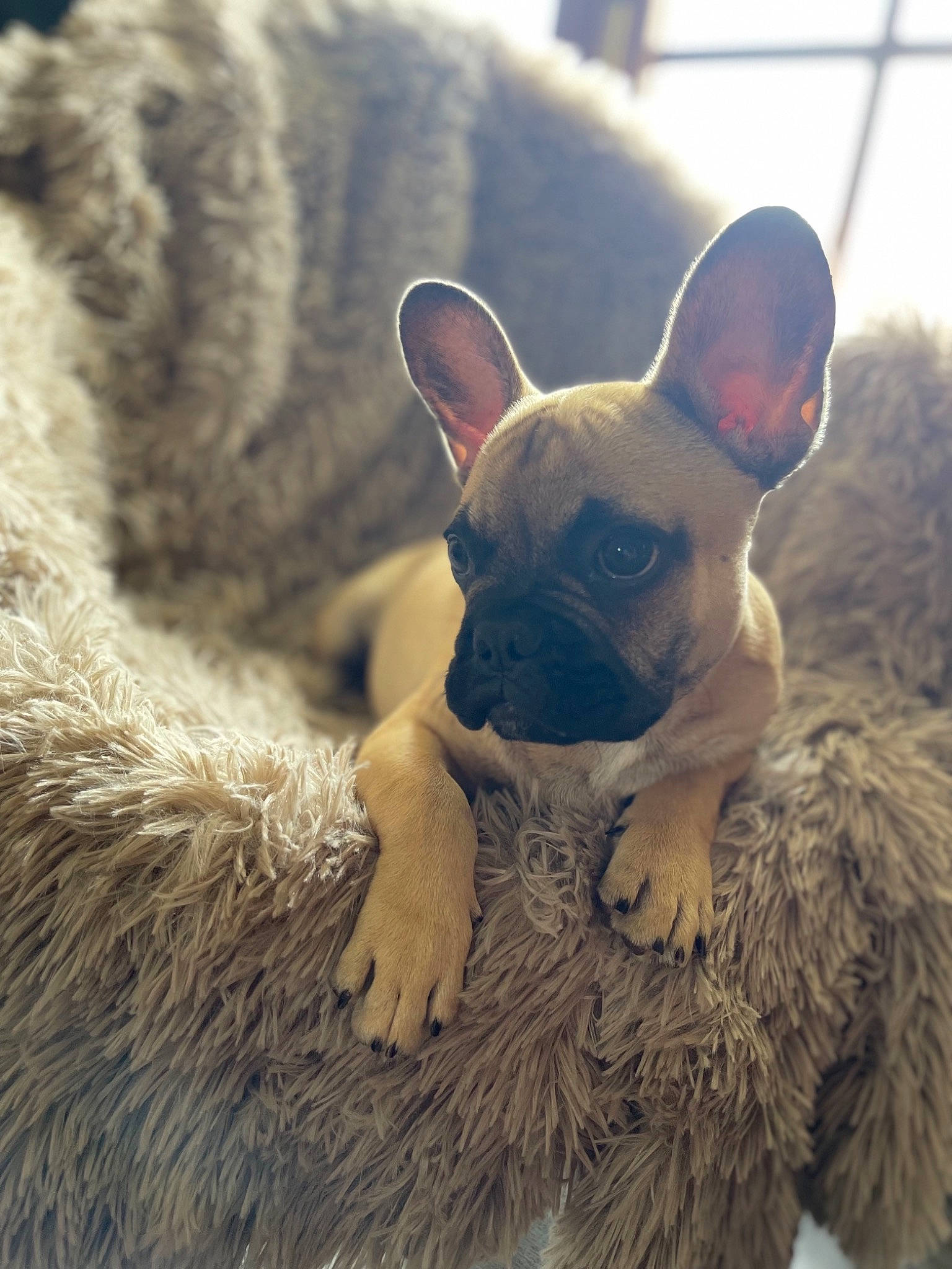 Saphir participe au concours pour gagner de l'argent avec cette photo : bulldog, carnivore, close_up, comfort, companion_dog, dog, dog_breed, ear, eye, fawn, head, mammal, snout, sporting_group, terrestrial_animal, toy_dog, vertebrate, whiskers, working_animal, wrinkle