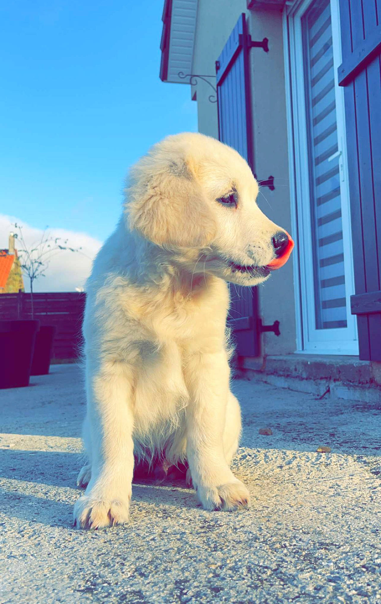 Umi participe au concours pour gagner de l'argent avec cette photo : ancient_dog_breeds, blue, canidae, carnivore, companion_dog, dog, dog_breed, door, fur, great_pyrenees, livestock_guardian_dog, non_sporting_group, polish_tatra_sheepdog, sky, snout, sporting_group, tail, window, working_animal, working_dog