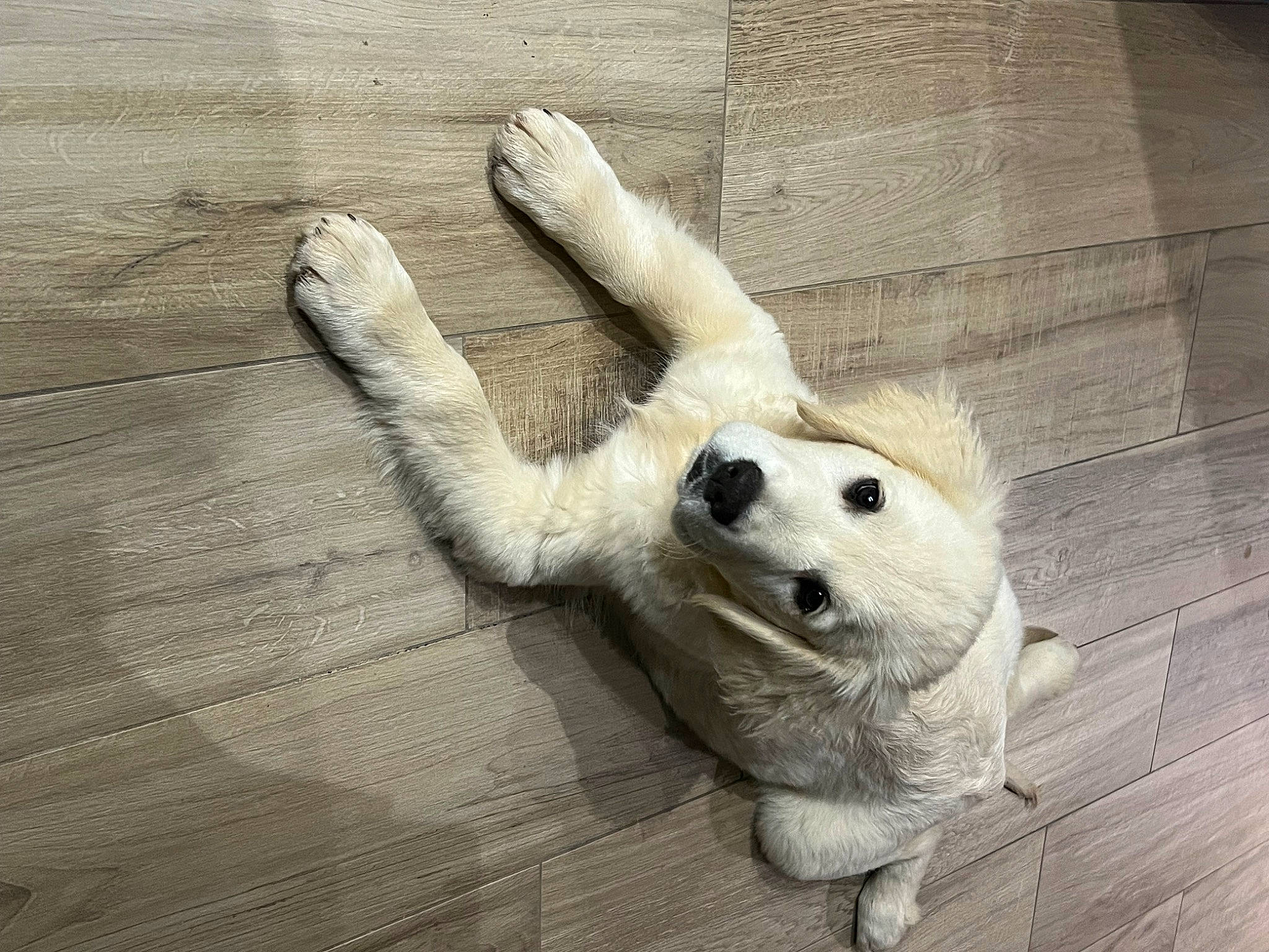 Umi participe au concours pour gagner de l'argent avec cette photo : canidae, carnivore, comfort, companion_dog, dog, dog_breed, fawn, felidae, flooring, foot, gesture, hardwood, paw, snout, sporting_group, tail, terrestrial_animal, toy, whiskers, wood