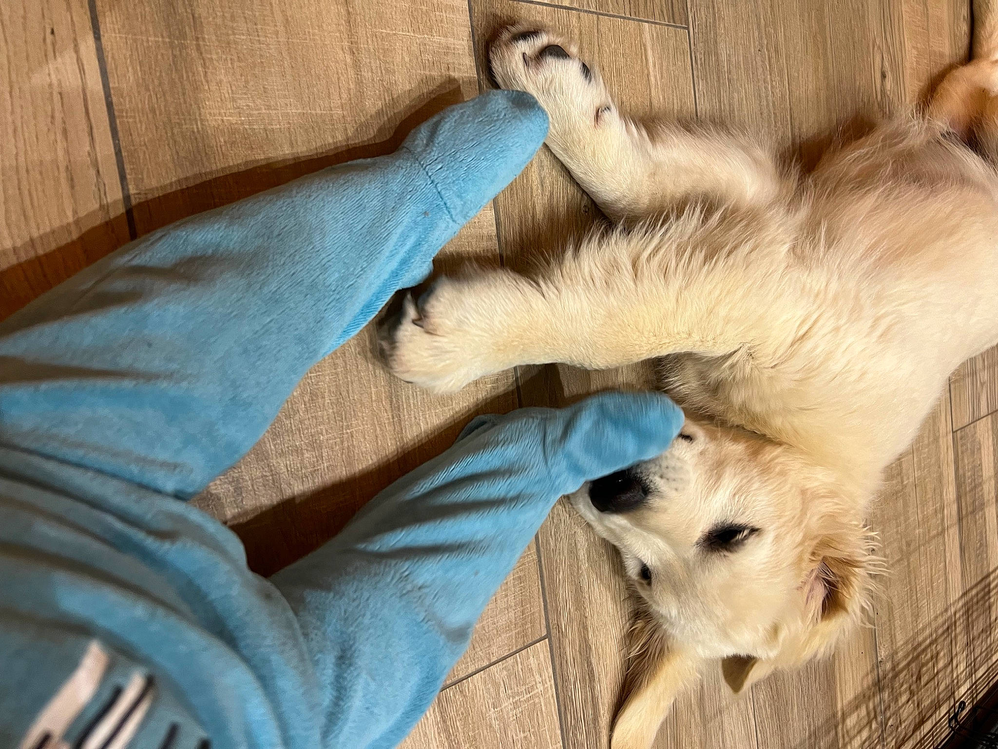 Umi a rejoint le concours — aidez-le/la à gagner de superbes lots ! canidae, carnivore, claw, comfort, companion_dog, denim, dog, dog_breed, dog_collar, fawn, felidae, fur, nap, paw, snout, sporting_group, whiskers