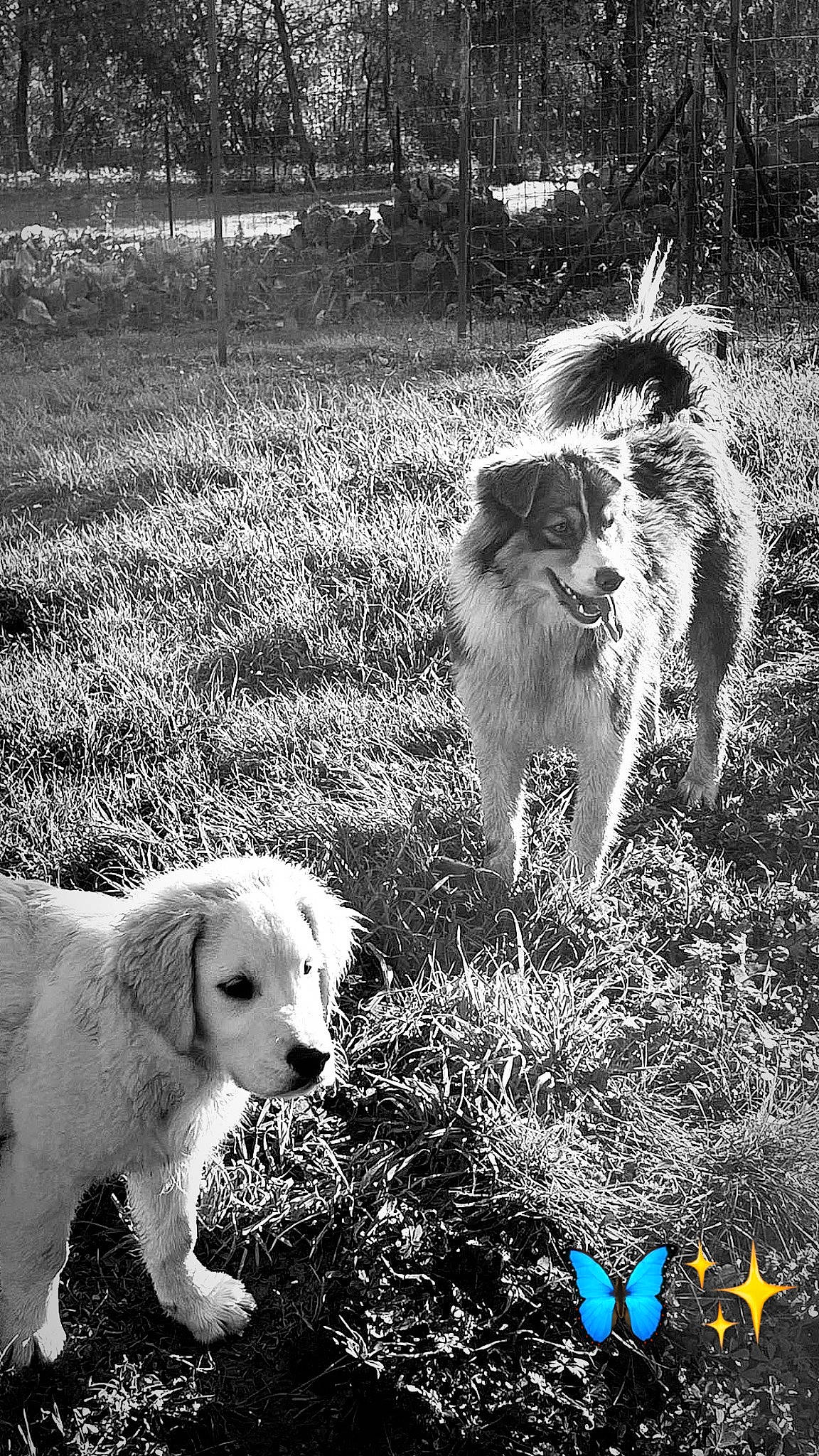 Umi a rejoint le concours — aidez-le/la à gagner de superbes lots ! black_and_white, carnivore, companion_dog, dog, dog_breed, felidae, grass, happy, monochrome, monochrome_photography, photograph, plant, small_to_medium_sized_cats, snout, sporting_group, stock_photography, style, whiskers, white, working_animal