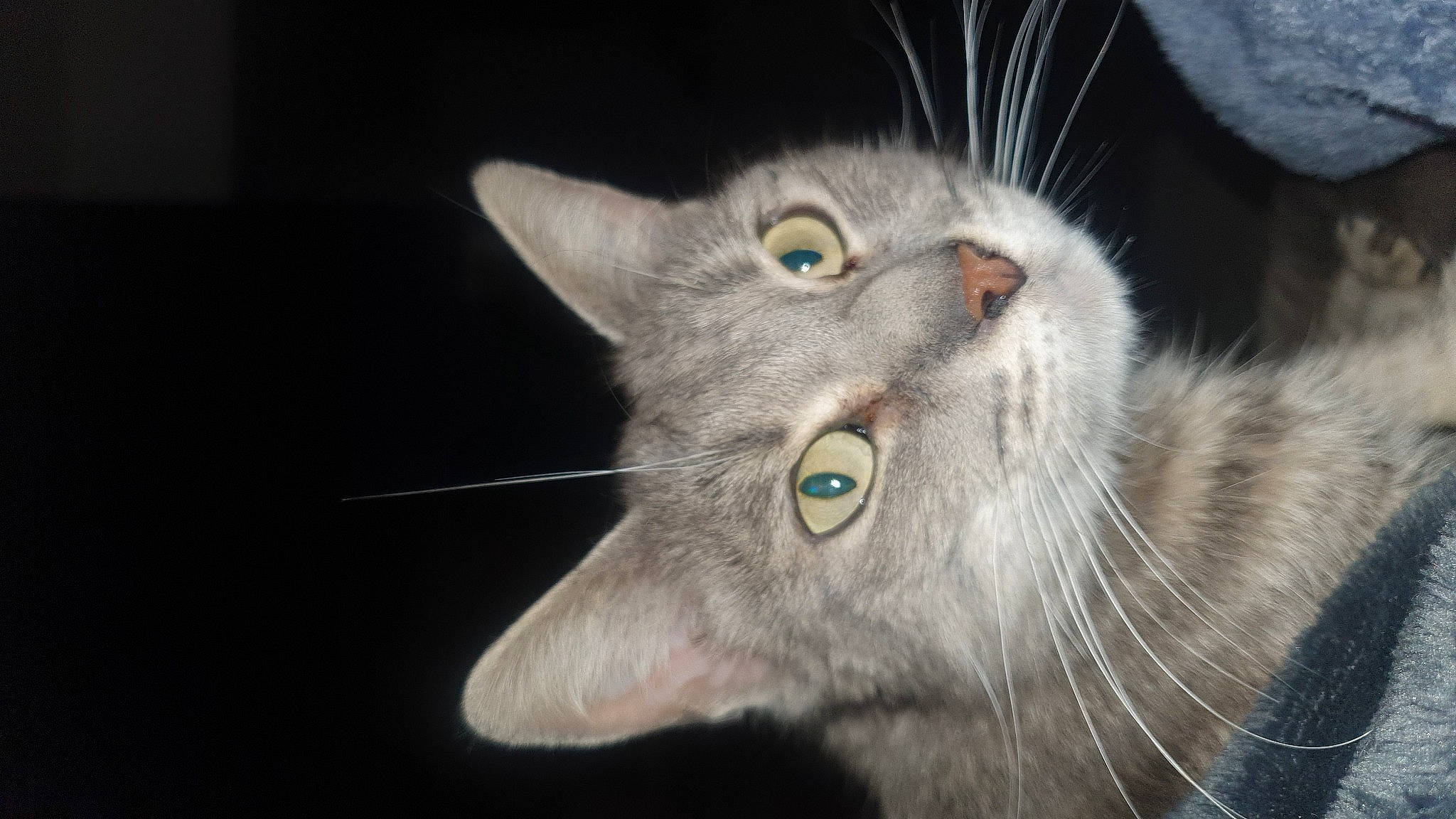 Noopy a rejoint le concours — aidez-le/la à gagner de superbes lots ! carnivore, cat, domestic_short_haired_cat, ear, felidae, fur, small_to_medium_sized_cats, snout, whiskers, wildlife