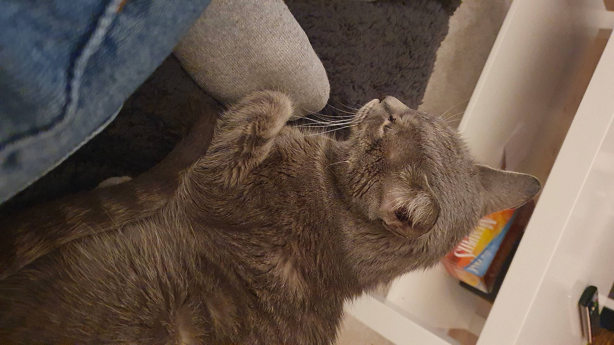 Noopy a rejoint le concours — aidez-le/la à gagner de superbes lots ! canidae, carnivore, cat, claw, comfort, dog_breed, domestic_short_haired_cat, fawn, felidae, fur, grey, human_leg, paw, small_to_medium_sized_cats, snout, sporting_group, tail, terrestrial_animal, whiskers, wood