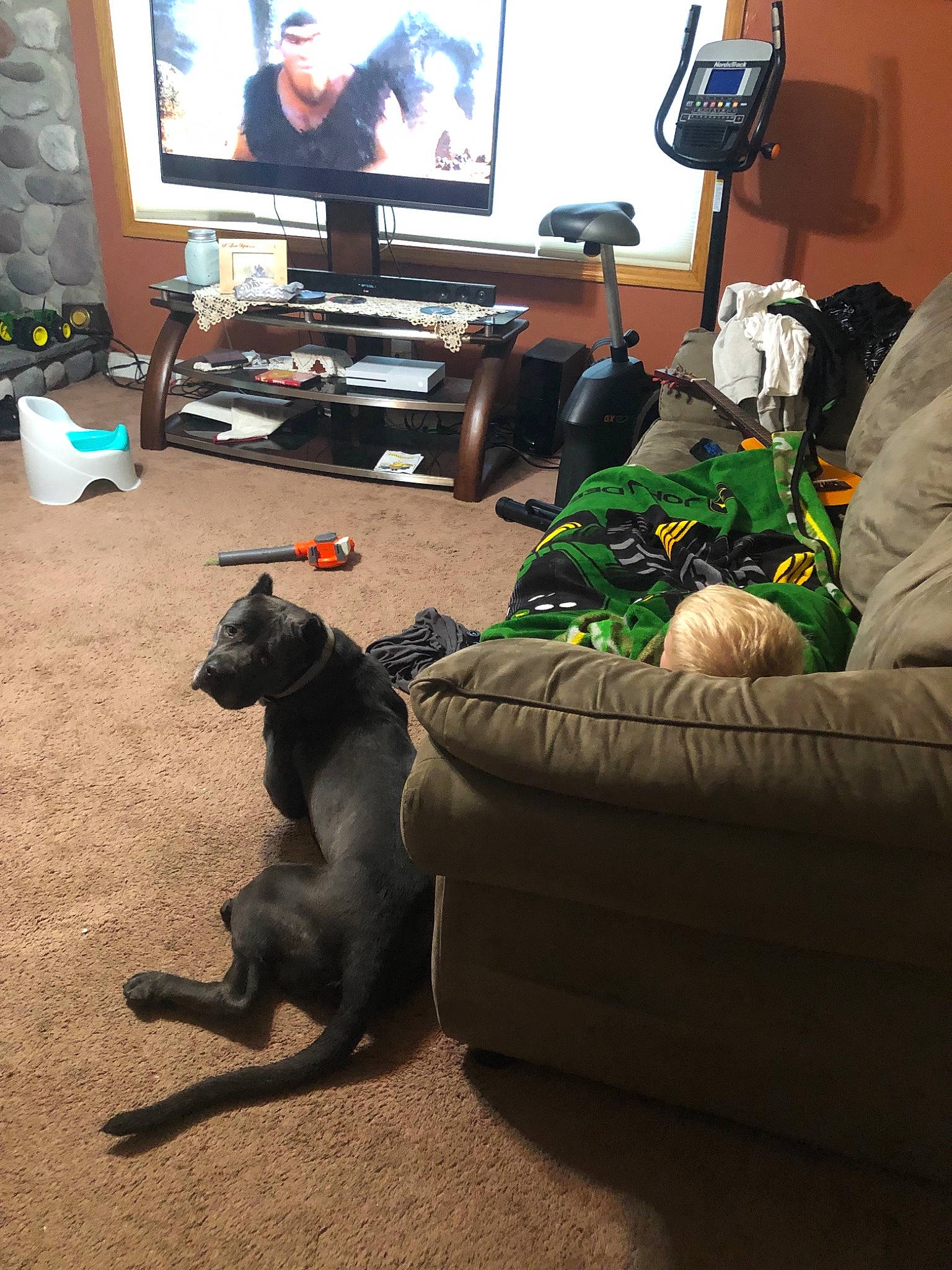 Thor joined the competition — help win amazing prizes! canidae, carnivore, dog, dog_breed, furniture, greyhound, guard_dog, italian_greyhound, lurcher, sporting_group, weimaraner, whippet