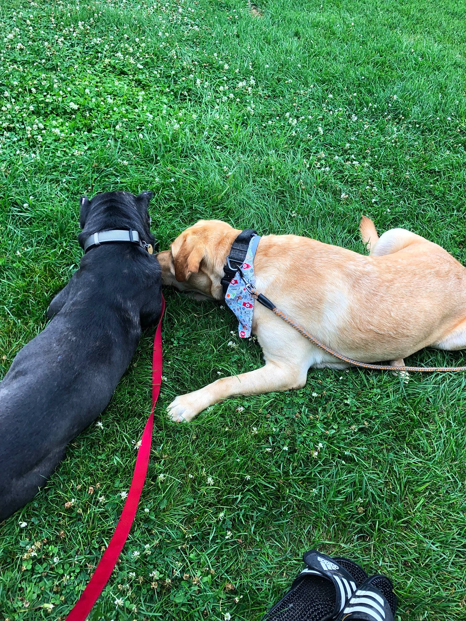 Thor is registered to the contest to win money with this photo: canidae, carnivore, dog, dog_breed, dog_walking, fawn, grass, lawn, leash, lurcher, obedience_training, plant, puppy, sporting_group, tail