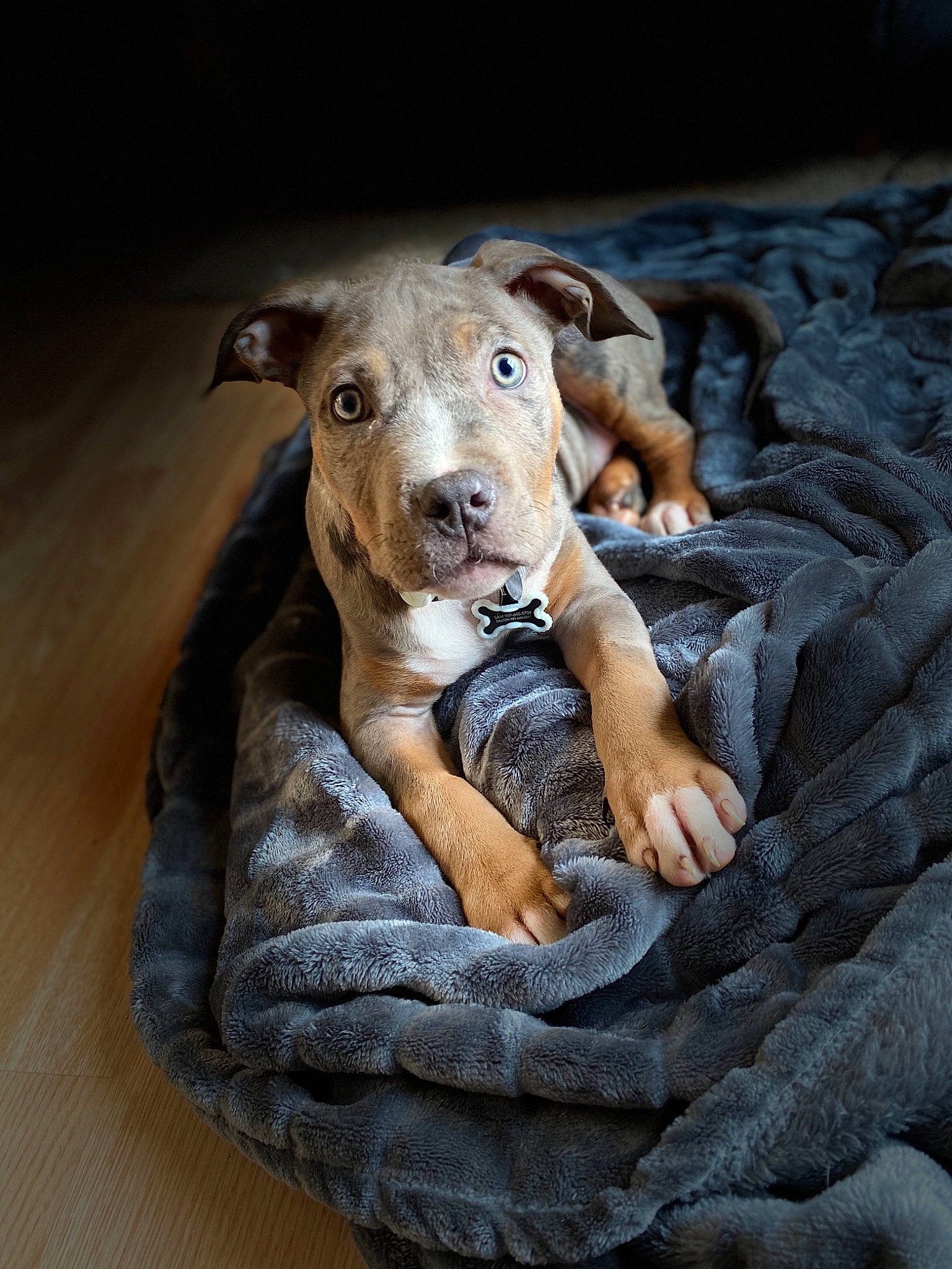 Drogo joined the competition — help win amazing prizes! american_pit_bull_terrier, american_staffordshire_terrier, canidae, carnivore, companion_dog, dog, dog_breed, fawn, galgo_espanol, italian_greyhound, lurcher, mammal, non_sporting_group, pit_bull, puppy, snout, sporting_group, whiskers