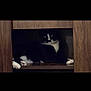 animal, black_and_white, cat, cozy, cubicle, curious, domestic, eyes, feline, furniture, indoor, lying_down, mustache_marking, paws, pet, quiet, resting, shelter, whiskers, wooden_shelf