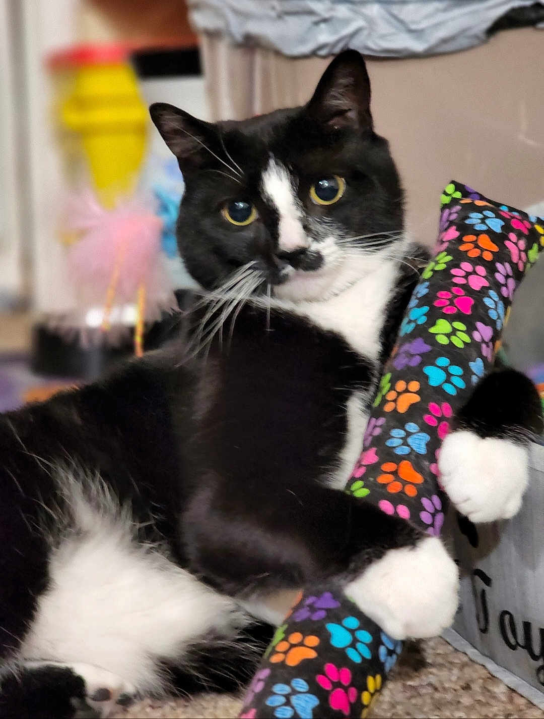 Michelle Mcdermid joined the competition — help win amazing prizes! animal, black_and_white, carpet, cat, claws, close_up, colorful, cute, domestic, feline, fur, household, indoor, paw, paw_prints, pet_toy, playful, relaxed, soft_focus, whiskers