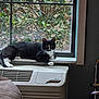 Michelle Mcdermid is registered to the contest to win money with this photo: air_conditioner, animal, black_and_white, cat, curious, daylight, feline, fur, greenery, home, houseplant, indoor, pet, red_berries, relaxed, resting, tree, whiskers, window, windowsill