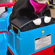 Michelle Mcdermid is registered to the contest to win money with this photo: animal, black_and_white, blue, carpet, cat, closeup, cute, ears, feline, household, indoor, paws, pet, pink_harness, playful, red, relaxed, toy_train, tuxedo_cat, whiskers