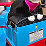 animal, black_and_white, blue, carpet, cat, closeup, cute, ears, feline, household, indoor, paws, pet, pink_harness, playful, red, relaxed, toy_train, tuxedo_cat, whiskers