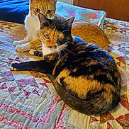 Minnie joined the competition — help win amazing prizes! cat, tortoiseshell_cat, orange_cat, pets, bed, quilt, blanket, indoor, feline, whiskers, ears, fur, cute, cuddling, two_cats, portrait, resting, home, cozy, patterned_quilt