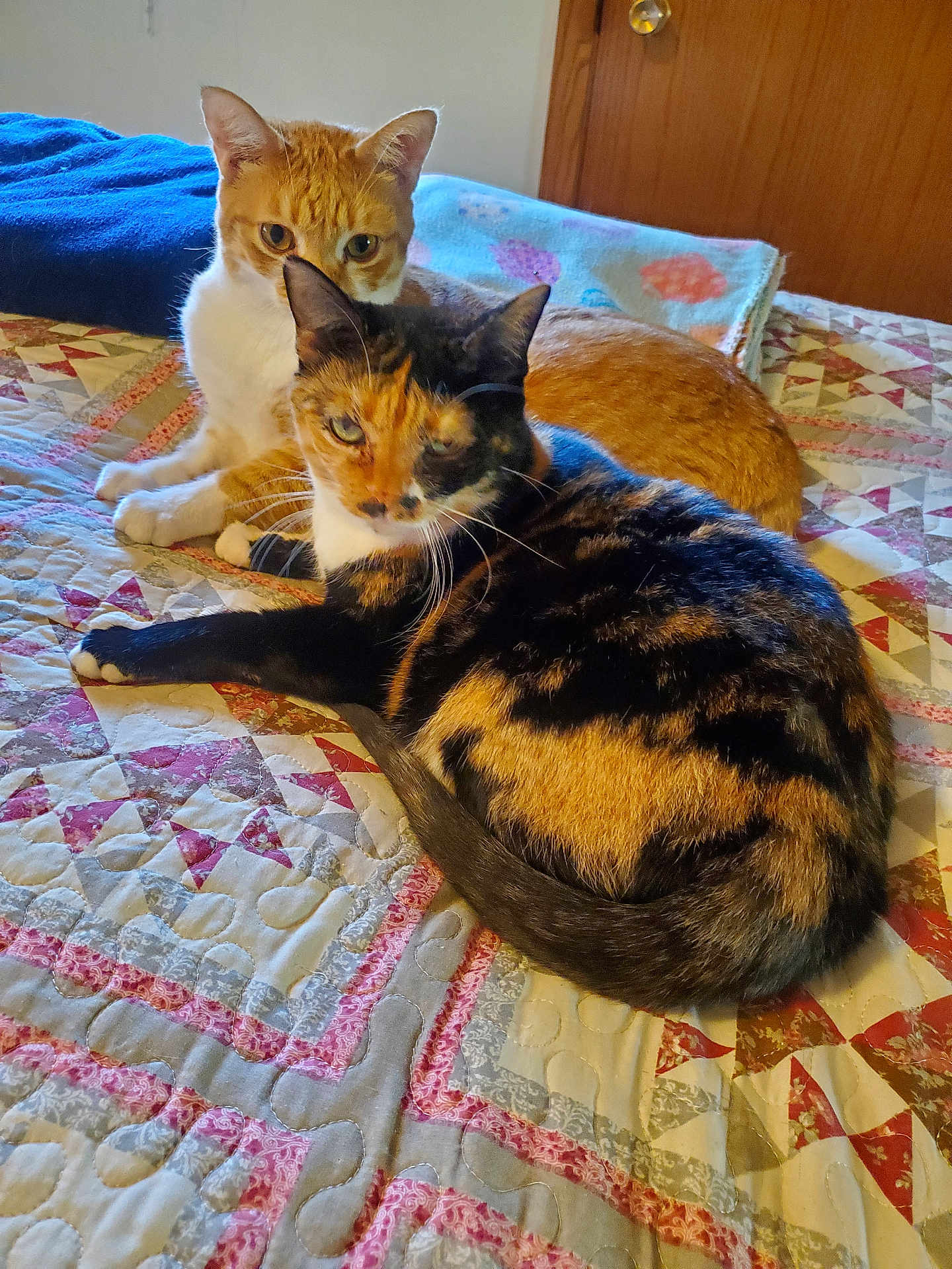 Minnie joined the competition — help win amazing prizes! cat, tortoiseshell_cat, orange_cat, pets, bed, quilt, blanket, indoor, feline, whiskers, ears, fur, cute, cuddling, two_cats, portrait, resting, home, cozy, patterned_quilt