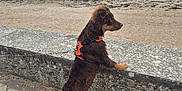 Anakyn participe au concours pour gagner de l'argent avec cette photo : dog, brown_dog, orange_harness, beach, sea, ocean, cloudy_sky, stone_wall, pavement, standing_dog, curious, outdoor, waves, leash, side_view, nature, canine, water, shore, daytime