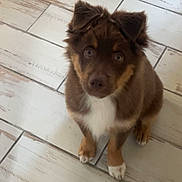 Anakyn a rejoint le concours — aidez-le/la à gagner de superbes lots ! puppy, dog, brown, blue_eyes, sitting, floor, tile, indoor, pet, cute, fur, animal, looking_up, young, canine, adorable, small, companion, domestic, friendly