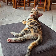Princesse participe au concours pour gagner de l'argent avec cette photo : cat, kitten, calico, ottoman, furniture, wooden_chairs, dining_room, floor_tiles, indoor, pet, curious, looking_back, tail, ear, fur, home, cozy, relaxed, animal, domestic