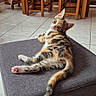cat, kitten, calico, ottoman, furniture, wooden_chairs, dining_room, floor_tiles, indoor, pet, curious, looking_back, tail, ear, fur, home, cozy, relaxed, animal, domestic