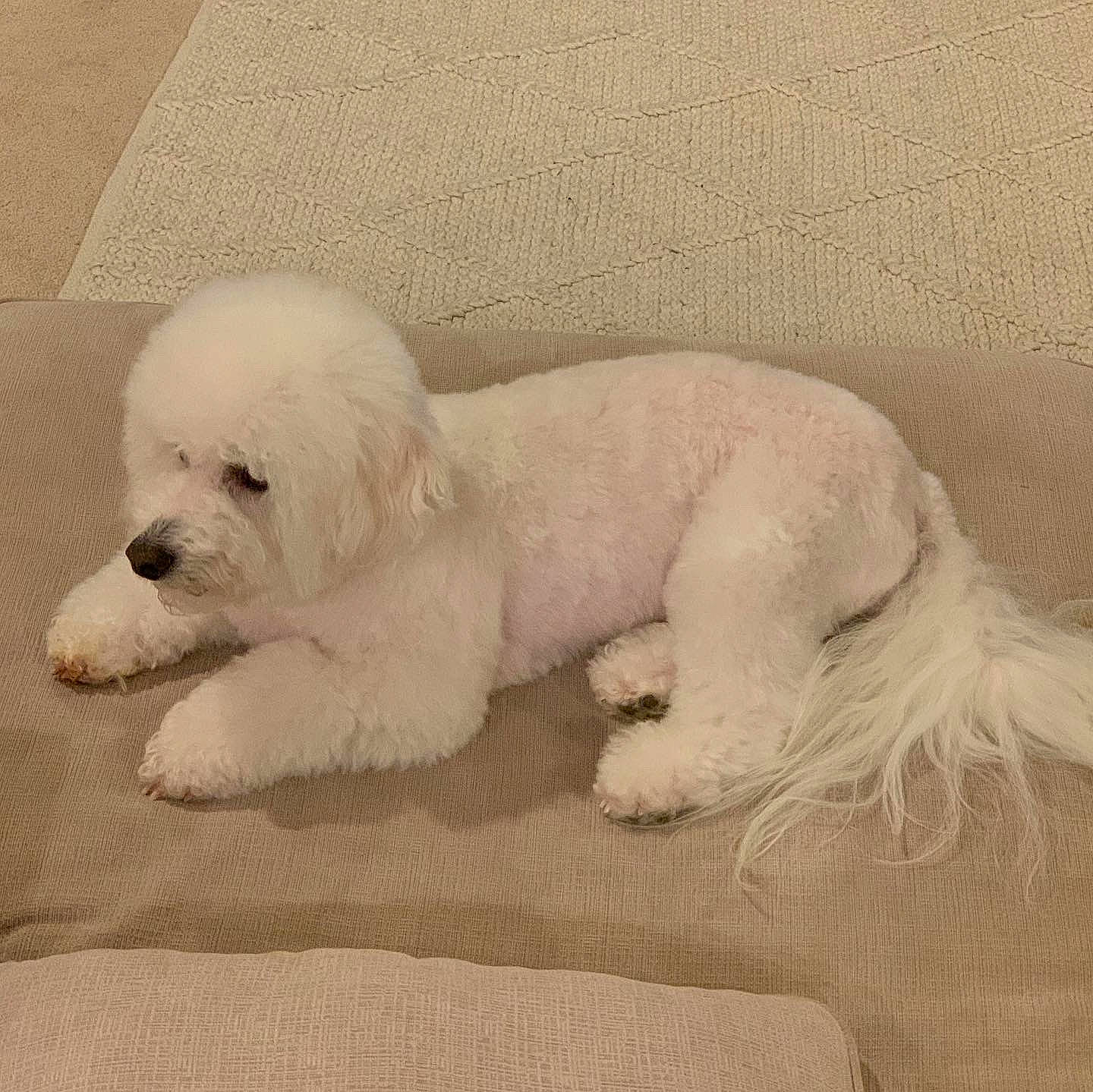 Poky joined the competition — help win amazing prizes! canidae, carnivore, comfort, companion_dog, dog, dog_breed, dog_supply, fur, maltepoo, non_sporting_group, paw, puppy, small_terrier, snout, sporting_group, tail, terrier, toy_dog, water_dog, working_animal