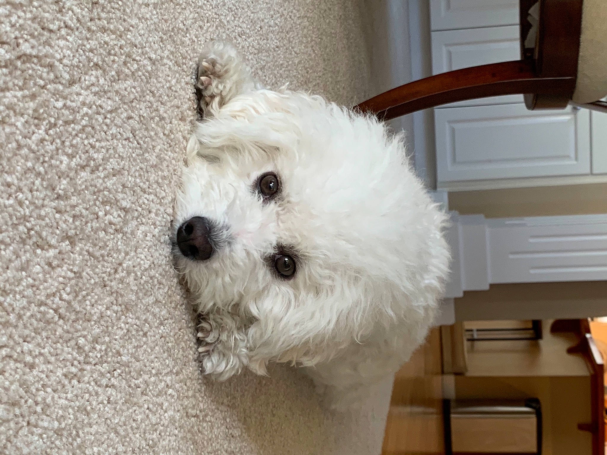 Poky joined the competition — help win amazing prizes! carnivore, cockapoo, companion_dog, dog, dog_breed, fur, hardwood, labradoodle, maltepoo, poodle, poodle_crossbreed, shih_poo, small_terrier, snout, sporting_group, terrier, toy_dog, water_dog, wood, working_animal